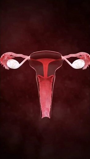 Female reproductive system #ovary #uterus#reproductive_syatem