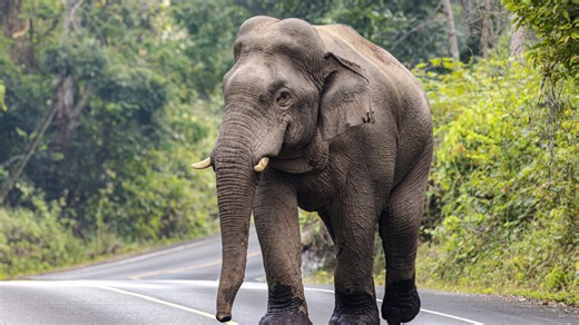 Editorial: Mammoth de-extinction is bad conservation