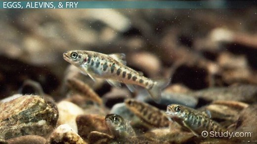 Salmon Life Cycle Lesson for Kids