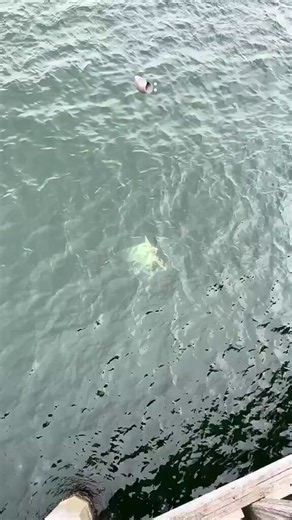 パナマ沖で目撃されたこの巨大なウミガメ、現生するウミガメで世界最大の“オサガメ”とみられているらしい。周りに魚まで引き連れて泳ぐ姿、海の主感が凄すぎるhttps://t.co/awjz6sqlg3