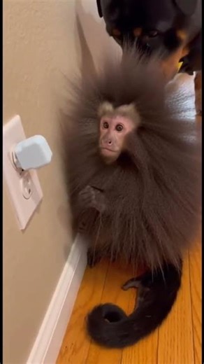 Ai Savage Animal Talks