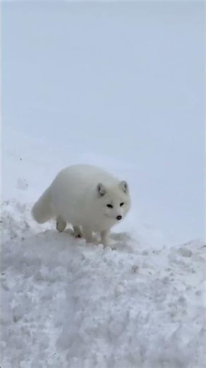 Beautiful Bear walking in snow beside the road