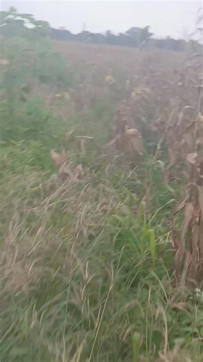 The road to success is not smooth Just as the road to farm is highly...