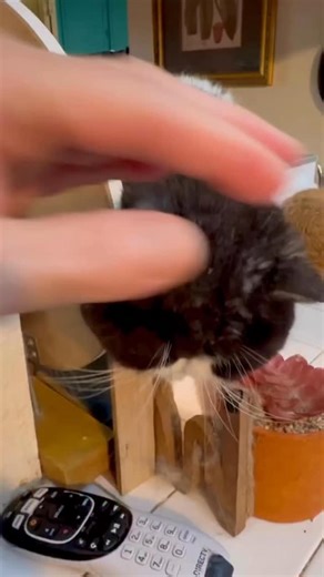 TexStar Cats on Instagram: "Gunne at Breakfast Here is one of my heart cats! This absolutely adorable black smoke and white exotic short hair retired fur baby is Lilly and Ch Bamse’s daughter from Lily’s first litter. Gunne is Remmy’s litter sister. Both girls retired here with me. When I look at my overall breeding program I feel so thankful for the match that made my girls. Sweetness doesn’t even begin to describe them TexStar Exotic Short Hair and Persian Cattery #trending #fyp #exoticshortha