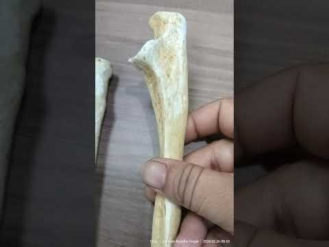 Ulna bone - Practical Demonstration