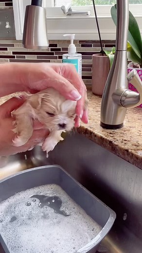 Shih Tzu Puppy Takes Its First Bath