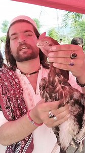 Parrot beak aseel | Rawalpindi Club Of Aseel