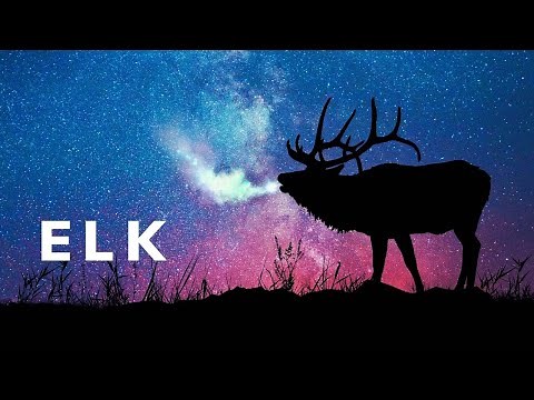 Elk sounds in dark forest. The most famous elk call of all.