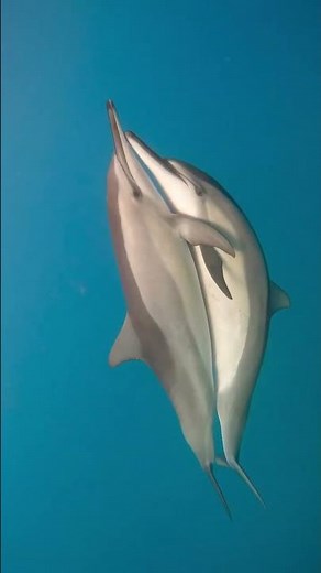 Dolphin Mating ( Clear View )