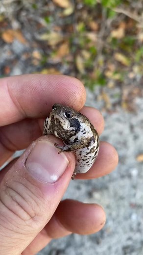 The Grumpiest Frog: A Rain Frog in Africa