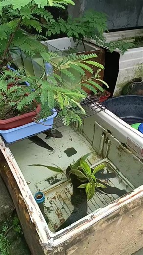 #fishkeeping #fishkeeper #followformorevideos♡🌹