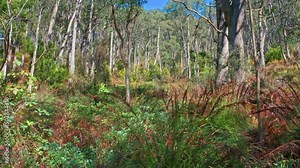 Endemic plants of Australia. Australian native nature ecosystem Stock Video