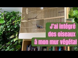 J’ai adopté deux Padda de Java dans Mon Studio Créatif 🐦🌿 Cage Sur-Mesure DIY intégré au mur Végétal