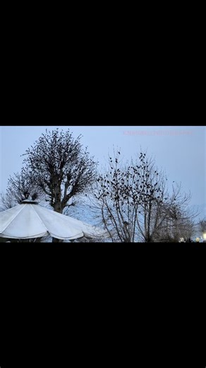 The symphony of nature is in full swing as 10,000 birds fill the trees with their delightful chirping. 🌳🎶 Take a moment to pause and appreciate the beauty around you. What’s your favorite sound of nature? Share in the comments! #NatureLovers #Birdsong #PeacefulMoments #bird #birdlovers #birdwatching #birdchirping #reel #reelitfeelit #reelinstagram #reelviral #reelvideo #reelkarofeelkaro #viral #viralreels #viralvideos #trending #trendingreels #naturelovers #nature #naturephotographer #natureph