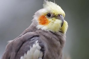 Cockatiel Chirping: Unlock the Secrets of Your Bird’s Language - Small Pets 101