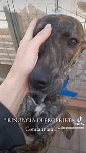 1.1K views · 128 reactions | Adottata ATHENA RINUNCIA DI PROPRIETÀ...