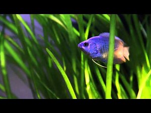 Dwarf Gourami (Powder Blue)