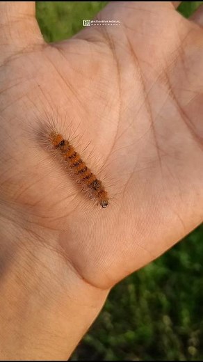 Ruby Tiger Moth Caterpillar 🐛
