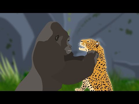 "Leopard Attacks Gorilla… What Happens Next ?"