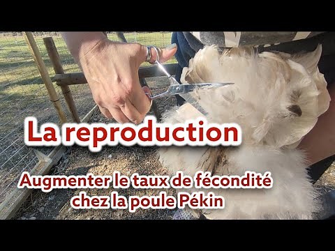 Reproduction chez la poule Pékin comment optimiser la fécondité