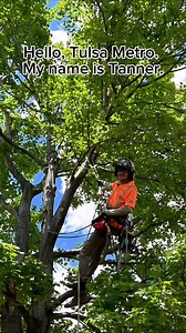 85 reactions · 8 comments | Tanner from our Pruning Team is up in a maple tree making sure it stays healthy and safe. At Ryan Lawn & Tree, we assess the overall health of your trees, trim heavy limbs, and help prevent future issues. Get us out on your property today! ⬇️ | Ryan Lawn & Tree-Tulsa, OK | Facebook