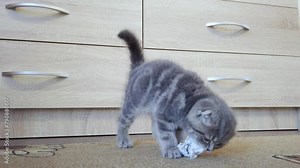 A small kitten plays with a piece of paper, developing hunting instincts. Cat breed - Scottish Fold, age 1.5 months. Slow motion video.