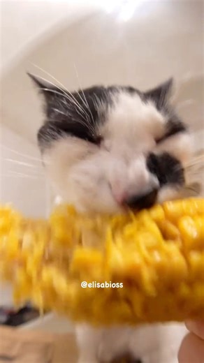 My best friend Elisa loves to eat corn | Crunchycat Luna