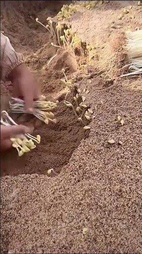 The process of digging fresh soybean sprouts