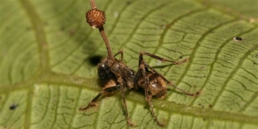 Not from a horror film: When insects turn into ‘zombies’