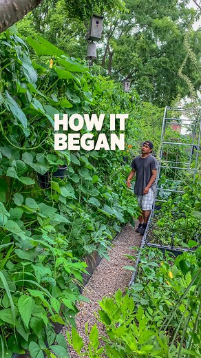 Transforming Our Backyard into a Mountain Jungle