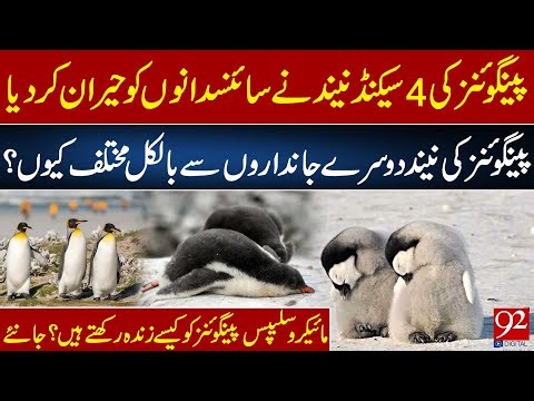 Penguins’ 4-Second Sleep Stuns Scientists | How Micro-Sleeps Keep Penguins Alive? | 92 News HD