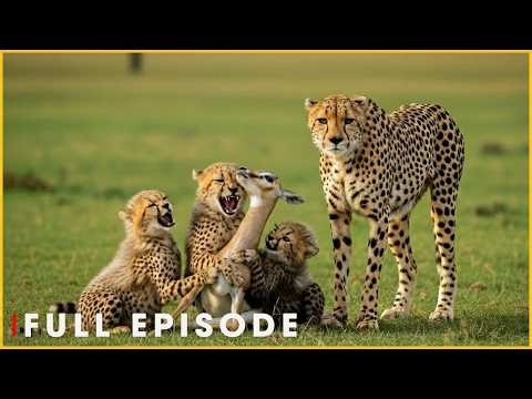 SPEED OF THE CHEETAH - Fastest Hunter on the Plains (Full Episode) | Nature Animal Documentary