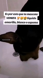 1.6M views · 15K reactions | 冷 ¿Por qué VOMITA tu peludo con...