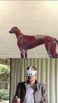 Understanding the Lymphatic System in Dogs — Explained in VET VR by Dr. Nikolajs Oborins