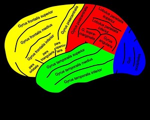 Supramarginal gyrus - Alchetron, The Free Social Encyclopedia