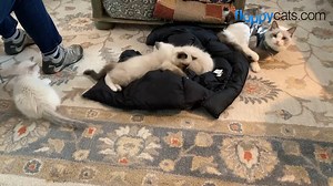 Bluedreamer Ragdolls is one of the closest Ragdoll cat breeders to me in Kansas City. Maggi (cattery owner) and I have become friends, and my mom and I were allowed to come visit a week ago today. This is the footage I took when I was there. Maggi has breeding cats that are related to Rags, Caymus, Murphy, Charlie and Trigg - which is fun. Her kittens are gorgeous and well-socialized. It is a treat to be able to do this every now and again. Thank you, Maggi, for the visit, as always. Please know