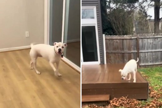 Apartment Dog Realizes He Has First Backyard Response Doesn’t Disappoint