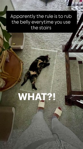 Cat Isabela and her shenanigans