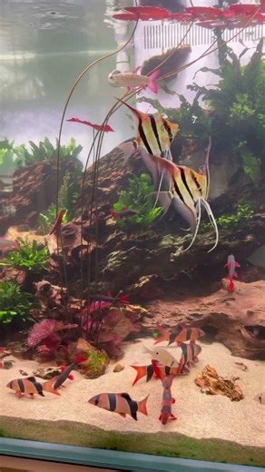 Is Altum angels and clown loach a good combo? #aquarium #clownloach #altum #aquariumlovers