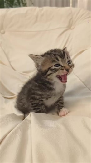 let’s learn to meow together! #kitten #meow #cat #cute #kittenmeow