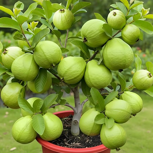 🌿Grow Guava Trees Faster with These Simple Techniques | Garden Tree