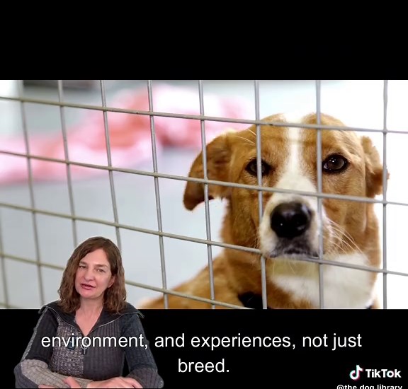 🐶 Think you can guess a dog’s breed just by looking? Shelters do it all the time, but research shows they’re wrong 75% of the time. And these incorrect labels can actually hurt adoption rates. Here’s why…👇 🔹Study #1: Visual Breed Identification is Unreliable A study by Voith et al. (2013) compared shelter breed labels with DNA testing and found that visual identification is wildly inaccurate. Even experts—including veterinarians, shelter staff, and animal control officers—disagreed on a dog’s