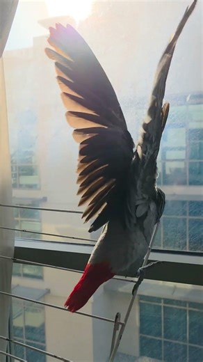 Lulu plots an attack successfully 😈