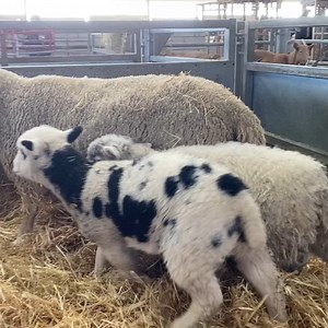It was quite the start to the lambing season at one Lincolnshire farm with a sheep giving birth to triplets with two different dads 🐑 | Lincolnshire Live