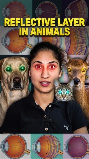 Why Animals' Eyes Glow Green, Blue & Yellow in Flash?