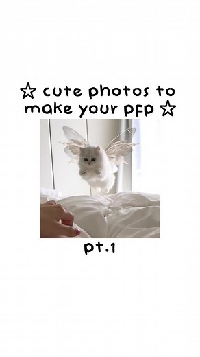 Cute Cat Profile Picture Ideas for Your PFP