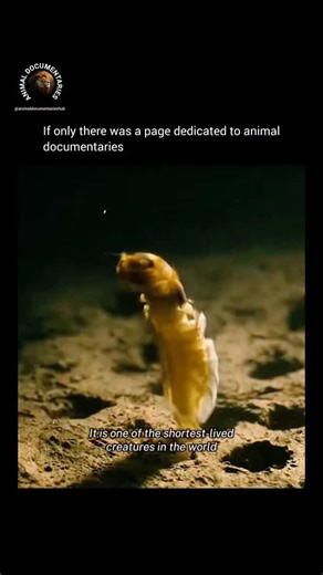 Animal Documentaries Hub on Instagram: "In a single sunrise, the mayfly lives its whole world. Born in the river’s sediment, thousands burst through the surface as the water warms, their delicate wings unfurling in a rush of air. They spend their brief day dancing over the water, a frantic celebration of existence. Males emerge first, completing their final molt before the females appear. Within minutes the air fills with mating swarms; the males’ lives end as they tumble onto the water, while t