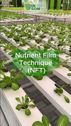 Three Popular Hydroponic Systems for Commercial Greenhouse #greenhouse #hydroponic #NFT #DWC
