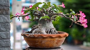 5 Cara Merawat Tanaman Hias Adenium agar Berbunga Lebat