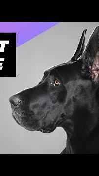 Great Dane 🐶 One Of The Laziest Dog Breeds In The World #shorts